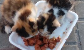 Przekazana przez nas karma, trafia cały czas do potrzebujących :)